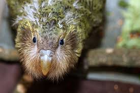 Birds That Cannot Fly With Their Names Pin On Kakapo Parrots