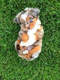 Puppy Time Meet My 7 Week Old Mini Australian Shepherd Oakley Cute Animal Pictures Cute Baby Dogs Cute Animals