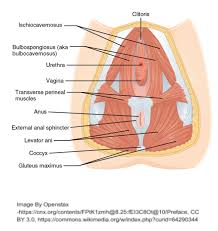 The levator ani is a broad sheet of muscle. Is A Tense Pelvic Floor The Cause Of Your Pain New Leaf Fitness Wellbeing