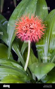 Image result for Scadoxus cinnabarinus