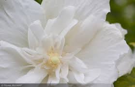 Althea, White Chiffon #3