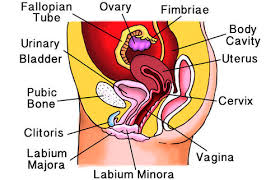 Vaginal veins drain to venous plexuses, which drain to internal iliac veins. Female Reproductive System Organs Advanced Ck 12 Foundation