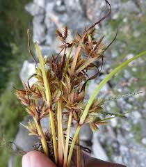 Image result for Pycreus pumilus