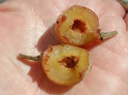 Image result for Ficus sycomorus