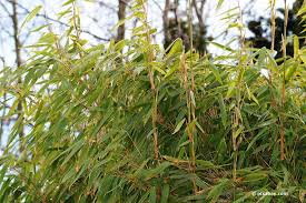 Schilf im garten setzt weithin sichtbare akzente, ist mit seinem dezenten rauschen bei leichtem wind aber auch eine akustische bereicherung und bietet ganz nebenbei angenehmen und dekorativen. Schilf Schneiden 10 Tipps Und Anleitung Fur Schilfgraser