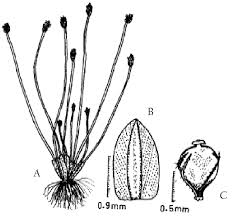 Image result for Eleocharis atropurpurea