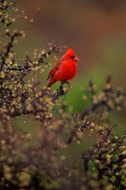 Birds Of The Southwest Desert Jewel Of The Desert Northern Cardinal Southwest Arizona Mangelsen Collections Birds