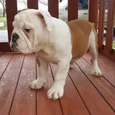 How much are vet expenses? Buy English Bulldog Puppy Online Adoption Shop English Bulldog Puppies For Sale French Bulld Bulldog Puppies English Bulldog Puppies Bulldog Puppies For Sale