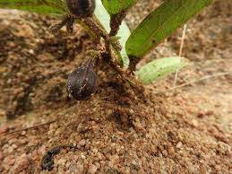 Image result for Aristolochia hockii
