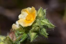 Image result for Sida urens