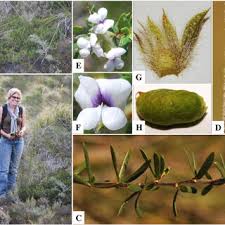 Image result for Otholobium foliosum