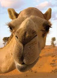 If you want to control the movement of the horse, you'll need to put a saddle on it. Camel Mobs Suggestions Minecraft Java Edition Minecraft Forum Minecraft Forum