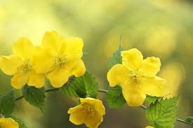 Bush with pink and yellow flowers. 10 Best Shrubs With Yellow Flowers