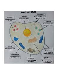 Maybe you would like to learn more about one of these? Cell Structures Build An Animal Cell Teaching Resources