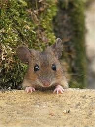 Check Out More Funny Images At Luvbat Animals Cute Animals Animals Beautiful