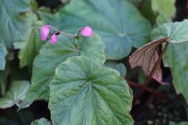 Image result for Begonia nyassensis