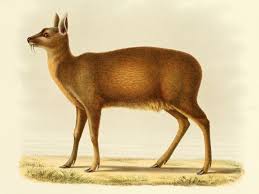 This is the scientific name of musk deer. Alpine Musk Deer Wikipedia