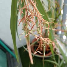 Petua #seraiwangi #ubatsenggugut jadilah manfaat bagi sesama manusia. Bunga Serai Wangi 5cm 10cm Satu Set Shopee Malaysia