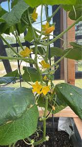 Image result for how to self pollinate cucumbers