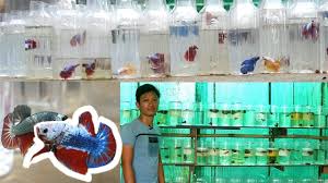 Betta Fish Ultimate Care Tips From A Betta Farm Breeder A Kyle Le Docum Betta Fish Betta Fish