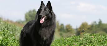 Belgian shepherd malinois is characterized its body is muscled. Belgian Sheepdog All About Dogs Orvis