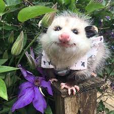 I Love Opossums On Instagram Opossum Opossumsofinstagram Opossumlife Opossummemes Opossums Cute Possum Possums Awesome Possum Pretty Animals Opossum