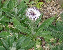 Image result for Berkheya speciosa