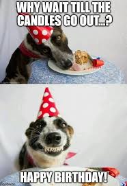 Happy birthday memes have gone to the dogs…literally! Happy Birthday Cute Dog Heart Touching Wishes For Puppies
