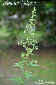 Check spelling or type a new query. 8 Top Medicinal Uses 038 Benefits Of Artemisia Vulgaris Mugwort Artemisia Plant Ayurvedic Plants Plant Benefits