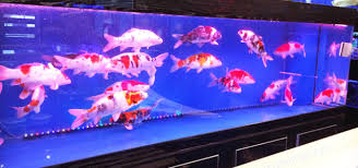 Bak karantina ikan koi sakit. Aku Duwe Info Cara Budidaya Ikan Koi Di Aquarium