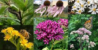 Showy flowers in shades of pink and white abound in may on a happy plant, which will be growing in moist acidic soils with high organic matter. Philadelphia Native Plant Nursery Good Host Plants