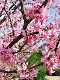 As vibrant pink blooms emerge on defoliated branches, flowering trees often bring the first signs that spring is near. 10 Recommended Trees For Small Urban Settings Eastern Redbud Tree Flowering Trees Redbud Tree
