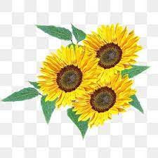 Lindo Girassol Material Design Sunflower Png Watercolor Flower Background Flower Painting