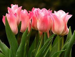 Tulips Dark Background Tulips Flowers Tulips Images Beautiful Flowers