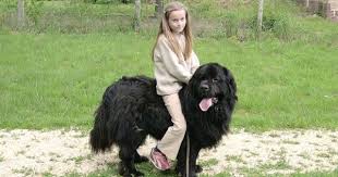 dog riding dogs riding newfoundland dog