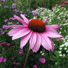 Nella specie tipo i petali hanno colore rosa carico o più raramente bianco e tendono . Giardini