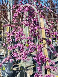 Image result for Cercestis congensis