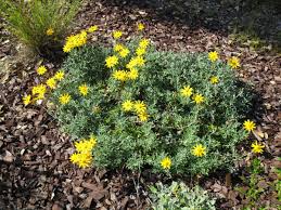 Image result for Eriospermum seineri