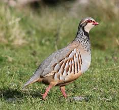 Image result for Alectoris rufa