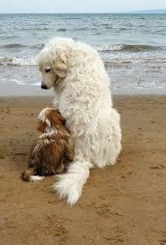Bon Samedi Marie Creagraph Chien Mignon Chiots Berger Australien Races De Chiens