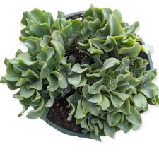 Image result for Crassula rhodesica