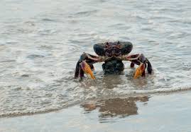 A Caribbean Bounty: Providencia Island's Black Crabs - Slow Food ...
