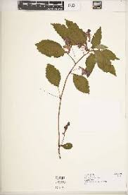 Image result for Impatiens austrotanzanica