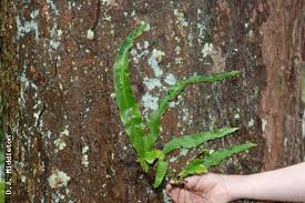 Image result for Lepisorus schraderi