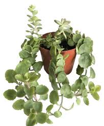 Image result for Kalanchoe crenata