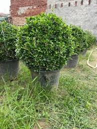 Image result for Malpighia coccigera