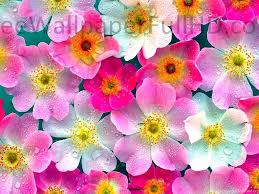 Select your favorite images and download them for use as wallpaper for your desktop or phone. Flower Wallpapers Hd 1080p Download Free Hd Wallpapers Free Desktop Background