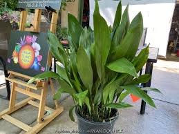 Image result for Aspidistra