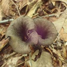 Image result for Craterellus fallax