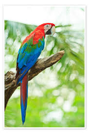 Image result for parrot